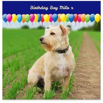 with Balloon Design (Navy Blue) 110cm x 110cm (70gsm) (Personalised with Text)