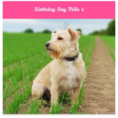 (Pink) 110cm x 110cm (70gsm) (Personalised with Text)