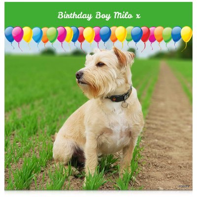 with Balloon Design (Green) 110cm x 110cm (70gsm) (Personalised with Text)
