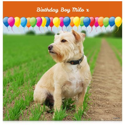 with Balloon Design (Orange) 110cm x 110cm (70gsm) (Personalised with Text)