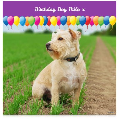 with Balloon Design (Purple) 110cm x 110cm (70gsm) (Personalised with Text)