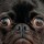 Pug