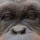 Orangutan